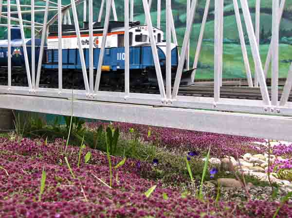 thyme10