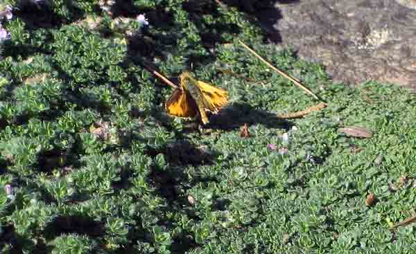 thyme2