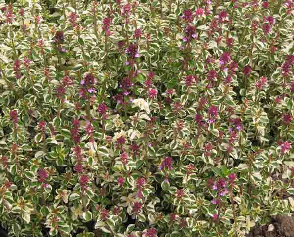 thyme4
