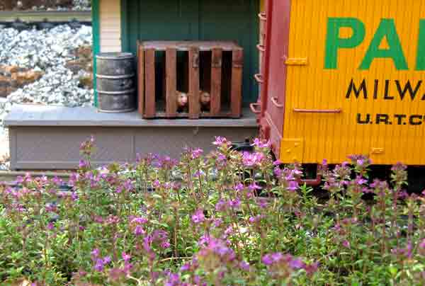 thyme5