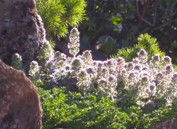 thyme6