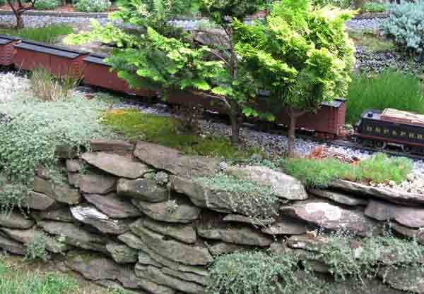 thyme7