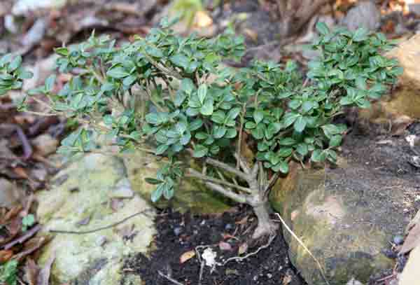 miniature tree next to rock