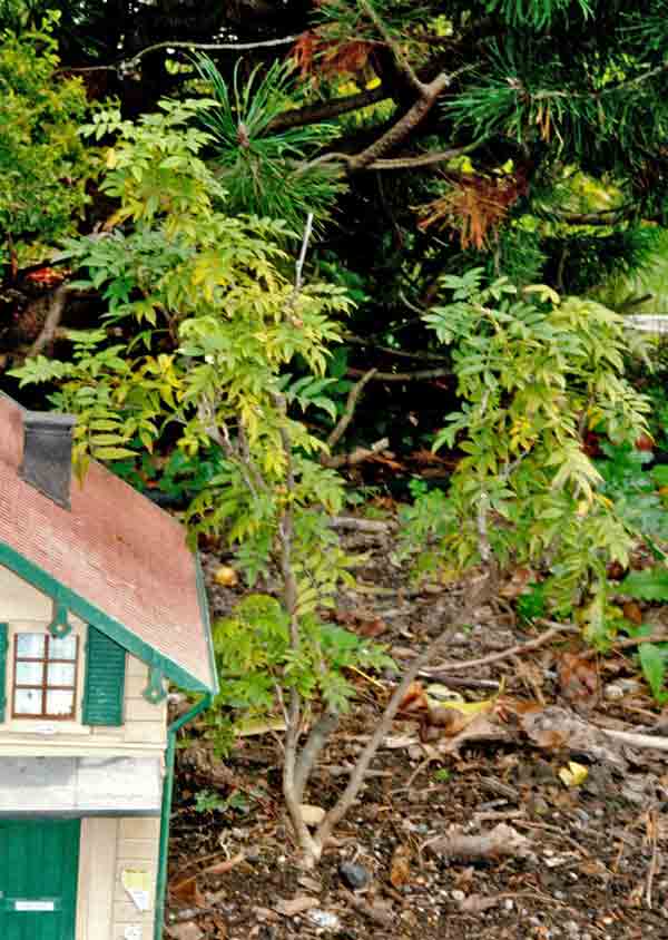 tree next to model house