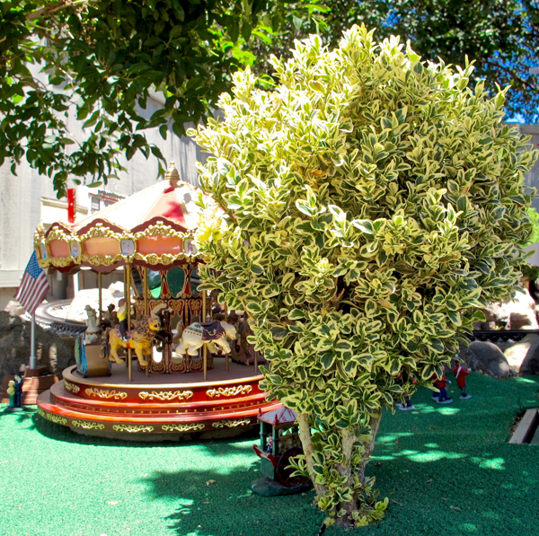 use_boxwood6