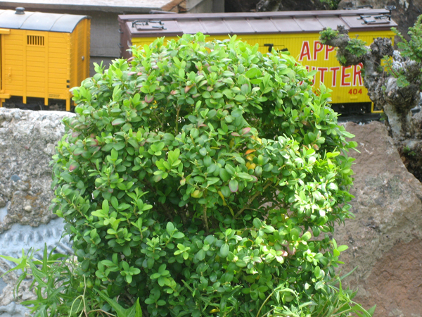 use_boxwood8