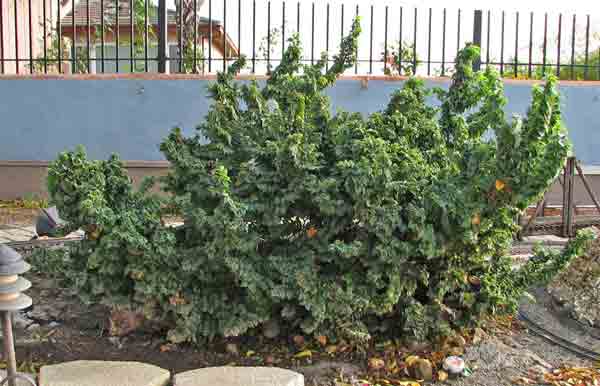 using_shrubs12