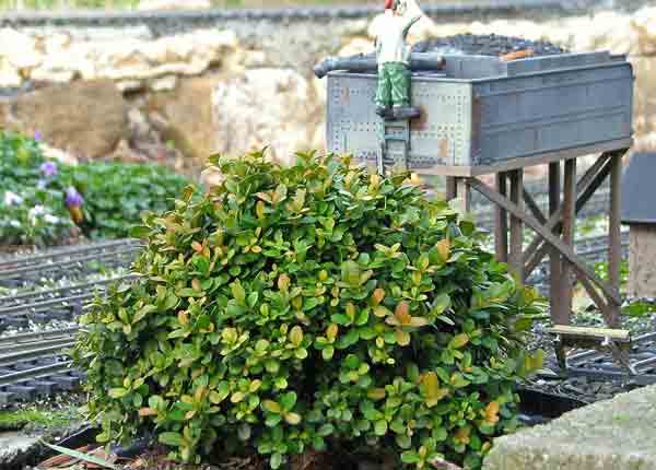 using_shrubs13