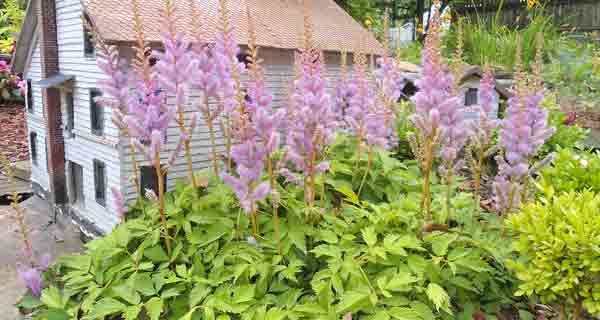 using_shrubs2