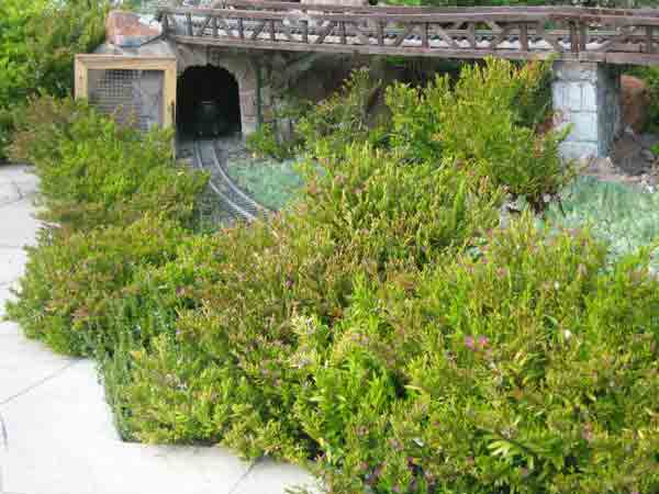 using_shrubs4