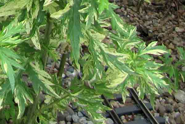 using_shrubs5inset