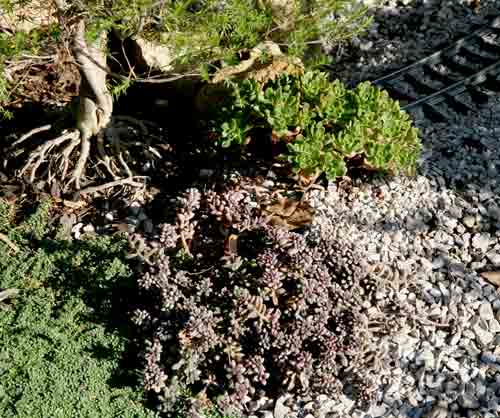 bush jade plant