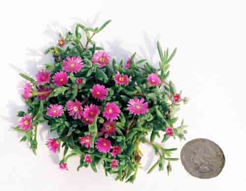 Tiny Purple ice plant