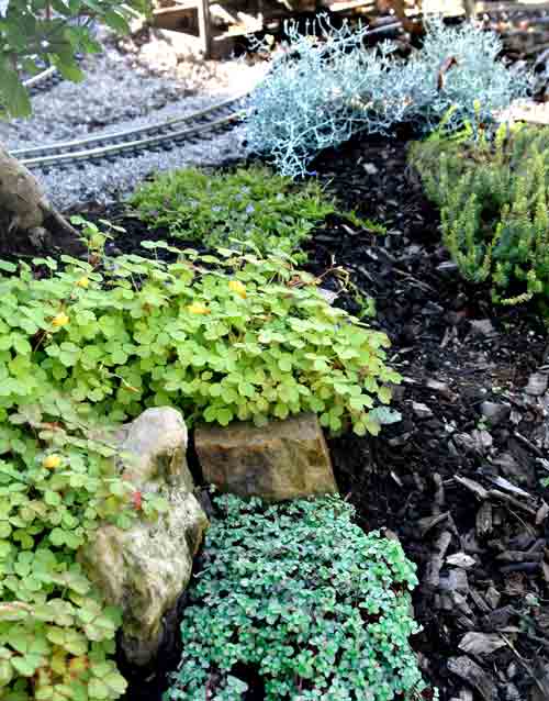 blue angel pilea