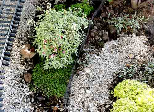 Variegated Lottie Hobby fuchsia