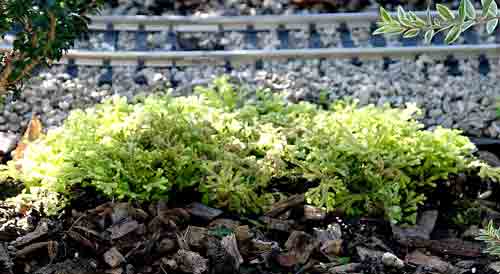 Golden spikemoss