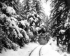 A streetcar ascending a hill surrounded by a snow-coated forest.