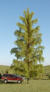 Large conifer tree with a car parked underneath