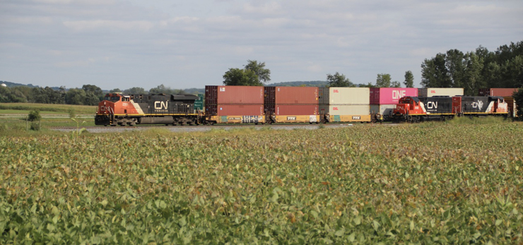 Red-and-black painted CN locomotive leads an intermodal train beside a soybean field.