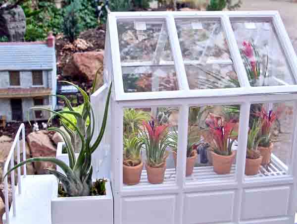 Air plants inside of a miniature greenhouse