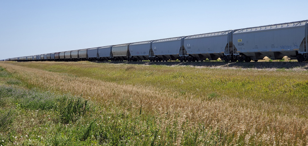 A long line of covered hoppers recedes into the distance on a storage siding