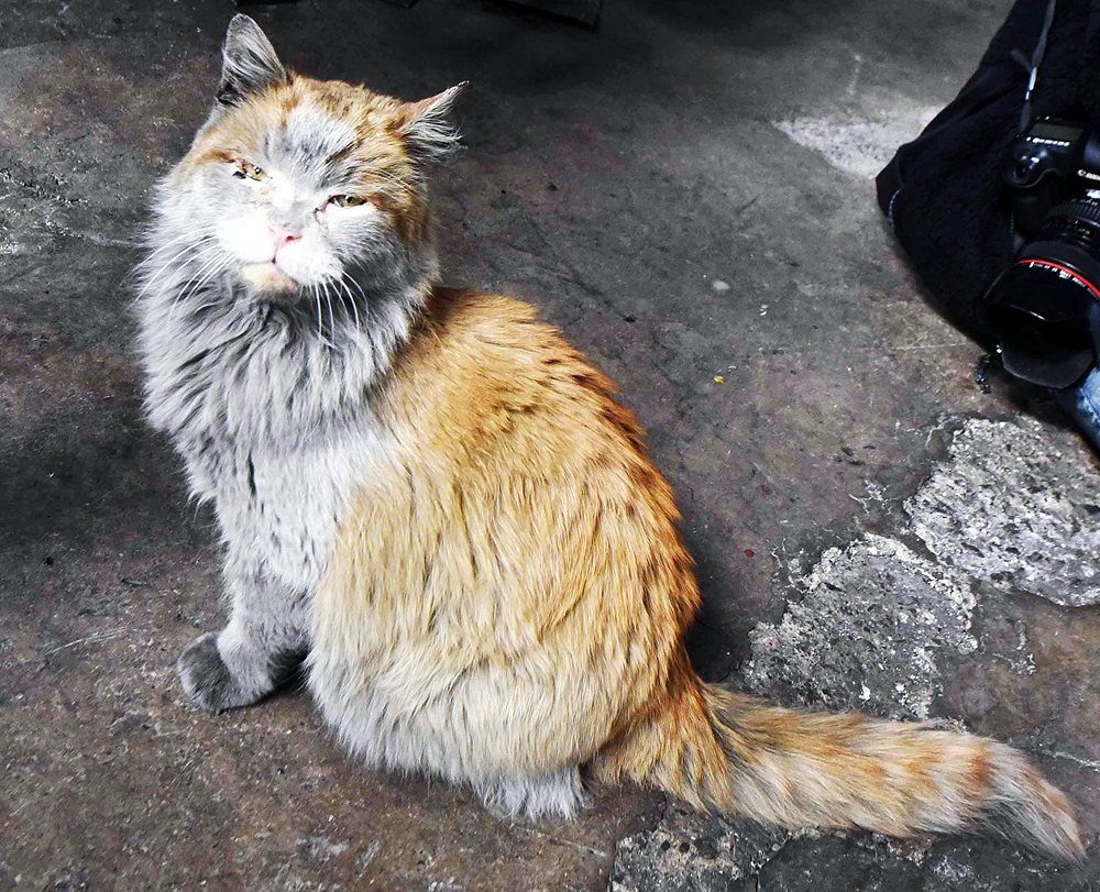 Soot and dirt cover a tan-and-white cat with think fur.