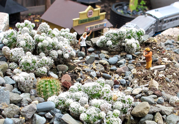 Thimble cactus in a garden railroad