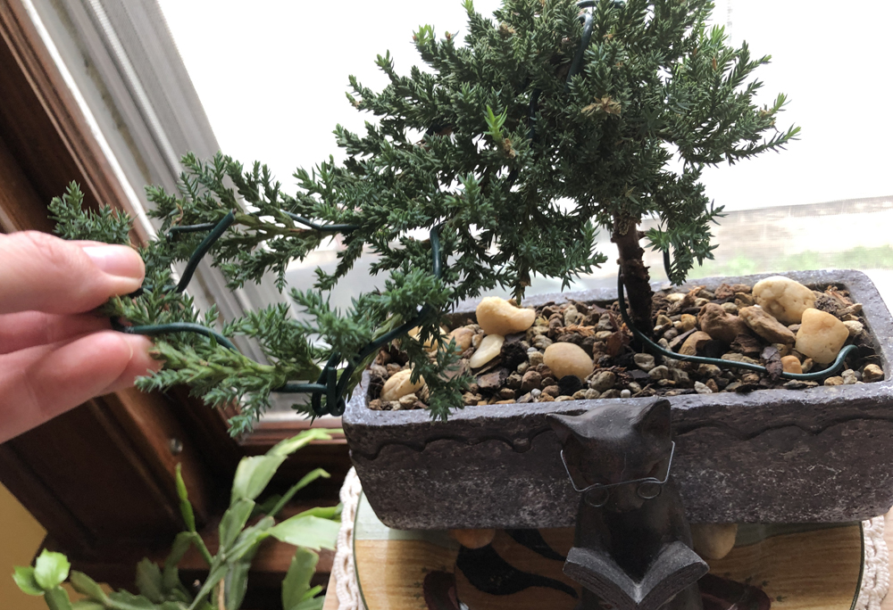 Close up of a wired Juniperus procumbens nana bonsai tree