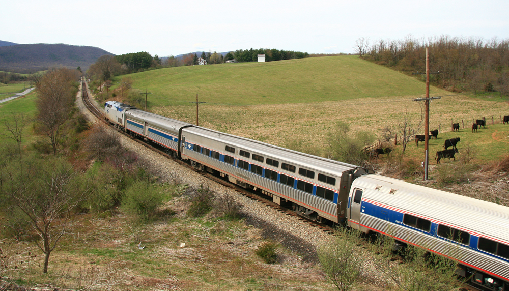 Locomotive and four cars of a passenger train move away from the photo location through rolling hills with cattle near tracks