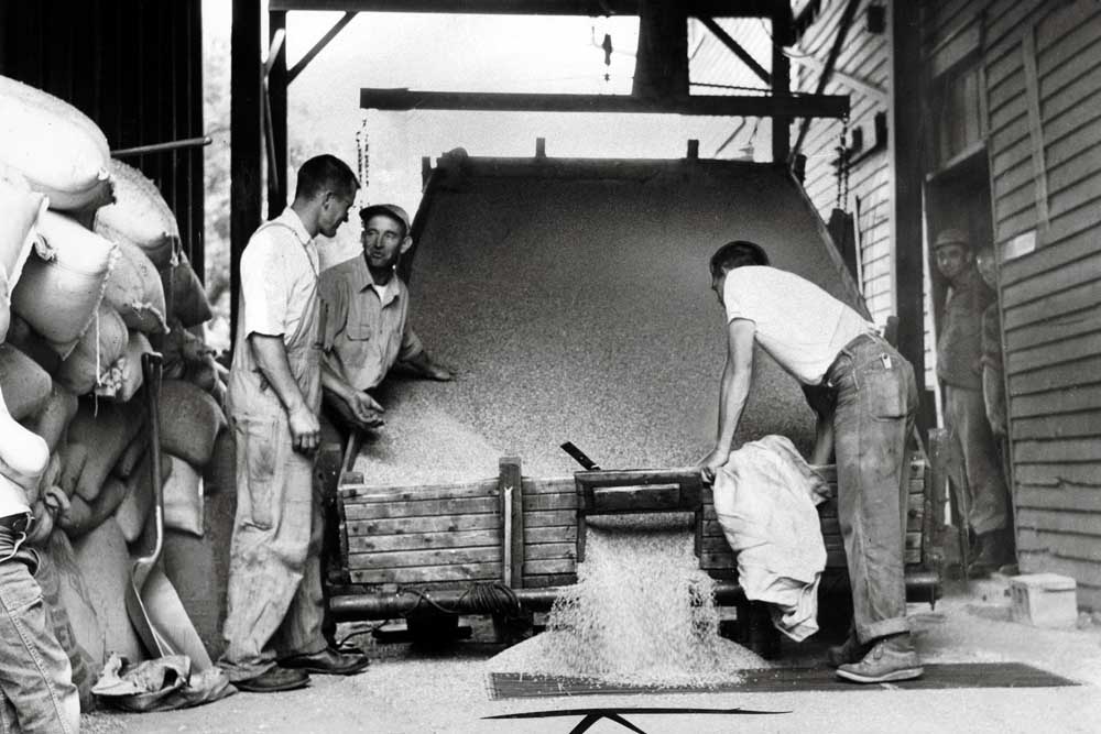 Men work to unload a truck of wheat for reloading into railcar