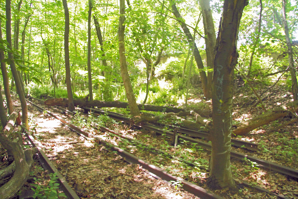 Tress growing through railroad tracks