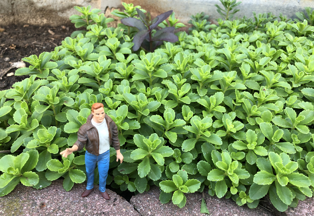 Figure next to miniature sedum