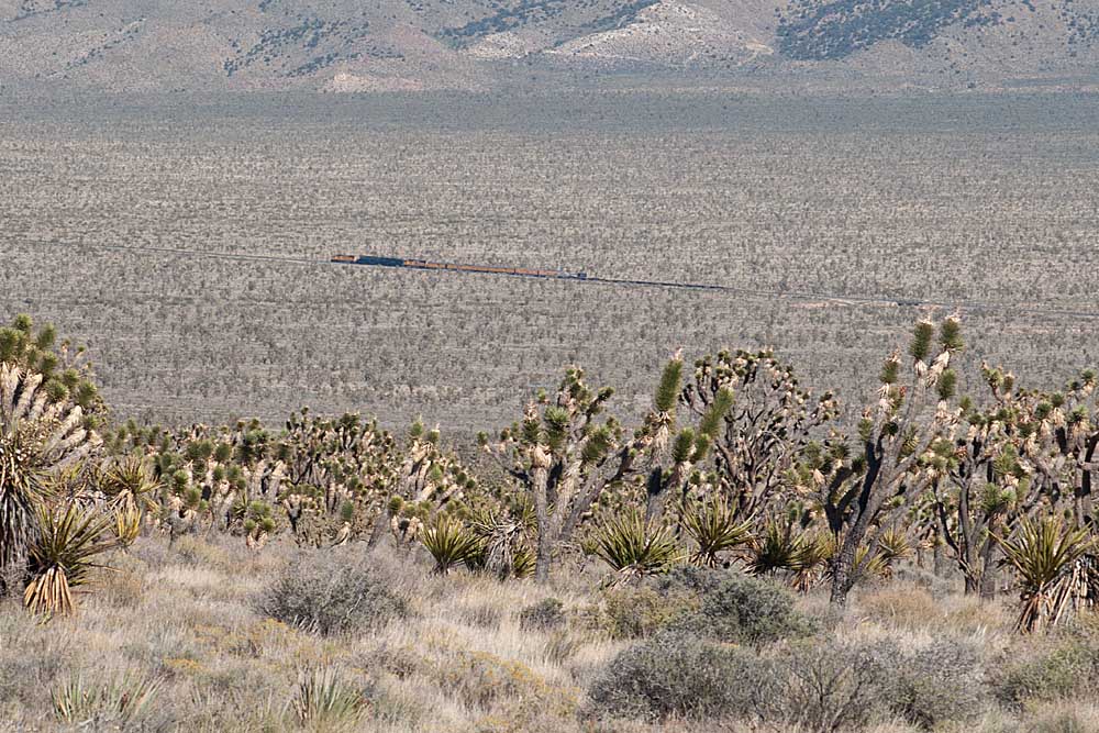 Joshua trees with train many miles distant