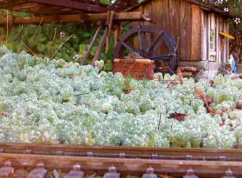 A ground cover on a garden railway