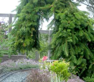 Close up of trained weeping Norway spruce