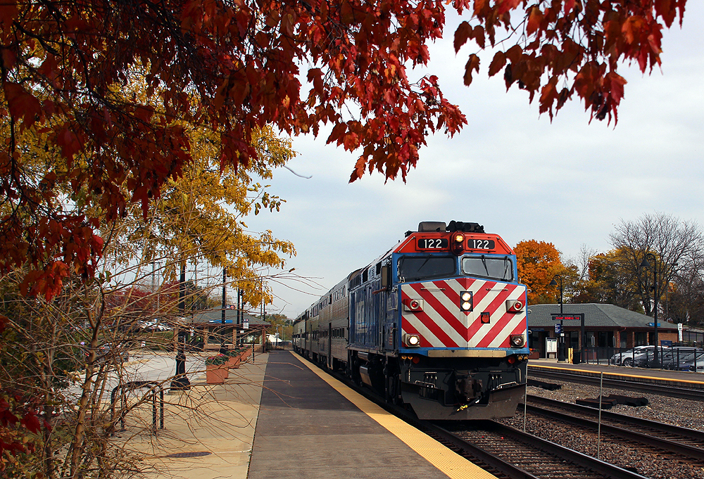 Commuter train at platform framed by leaves of tree.