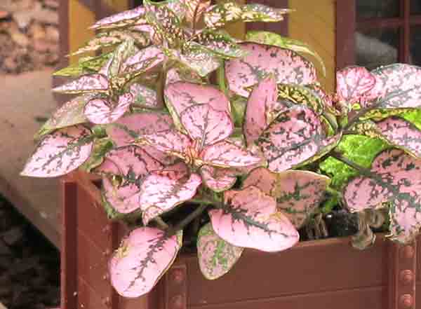 Close up of pink polka dot plant