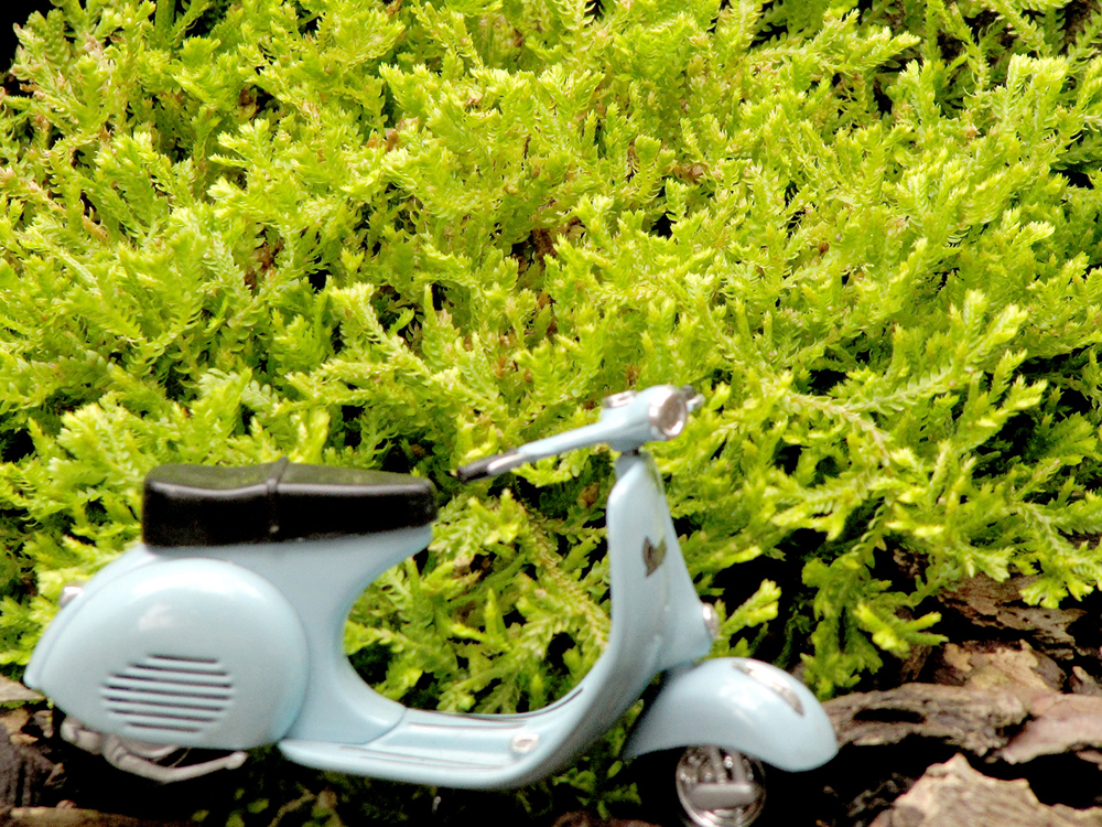 Trailing spikemoss with miniature scooter