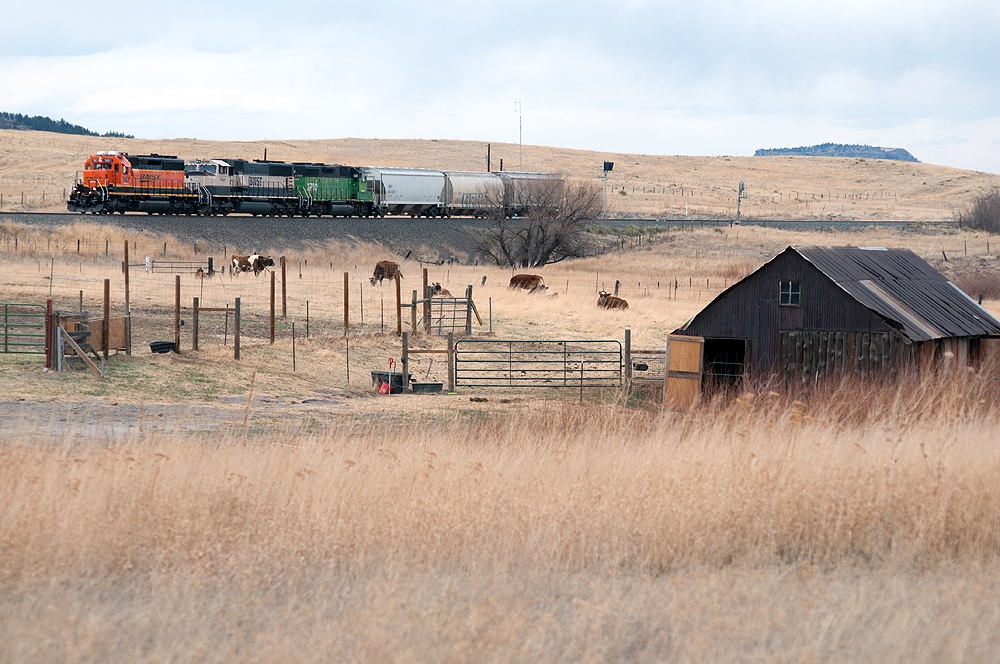 A short train moving past cows in a cloud-covered prairie scene.