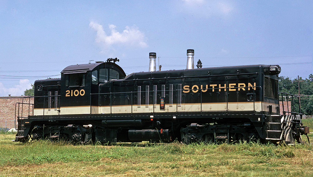 black switcher with white and gold stripe resting on grassy, overgrown tracks