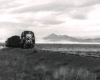 Black and white stripped locomotive moves along a grassed in track with freight train.