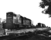 Diesel locomotives on freight train framed under trees
