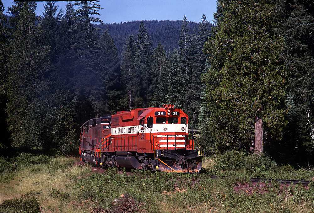 Red and white locomotive in a forested scene.