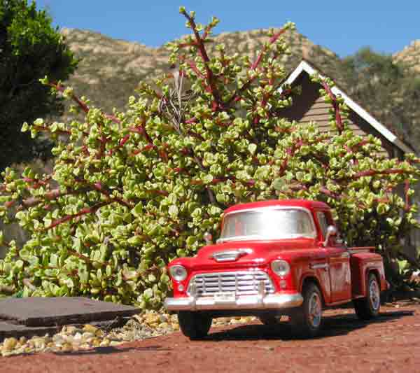 A miniature “tree” next to a model house and pickup truck.