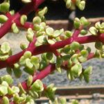 Close up of rainbow bush branch