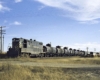 Black and gold diesel locomotive with Frisco freight train in tall grass