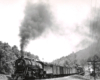 Large steam locomotive leads a train off a hill among leafed-out trees.