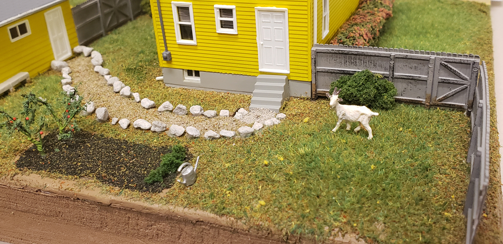 a goat in backyard