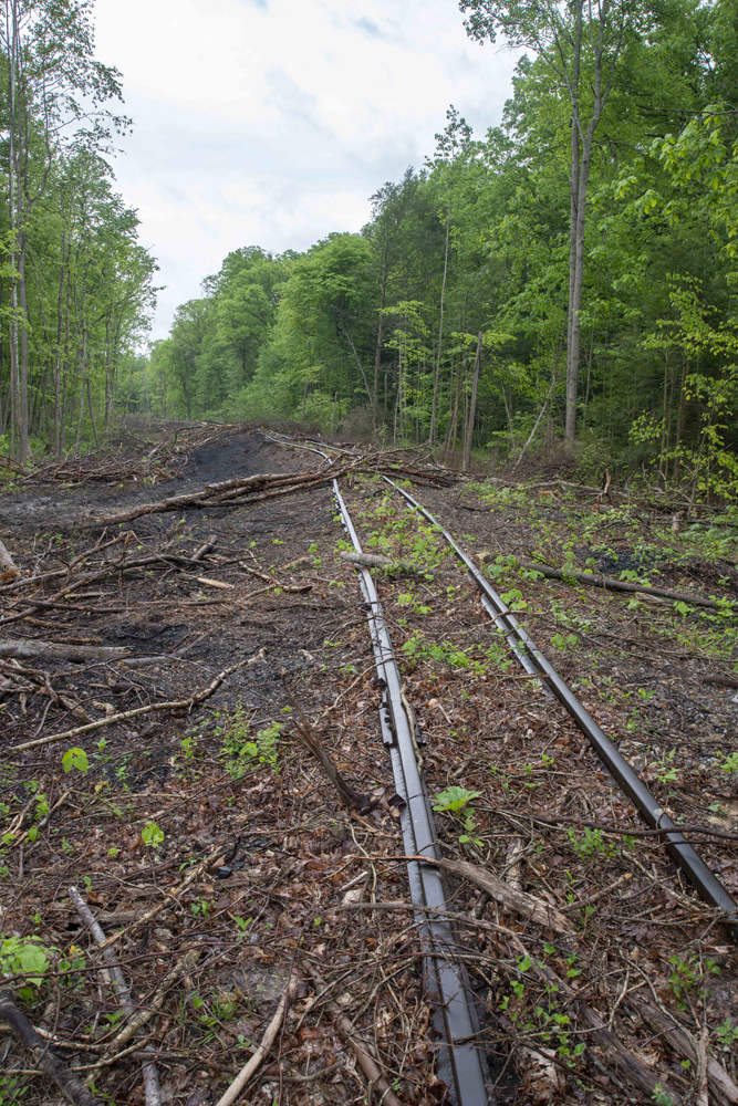 Rai line with trees and brush being cleared