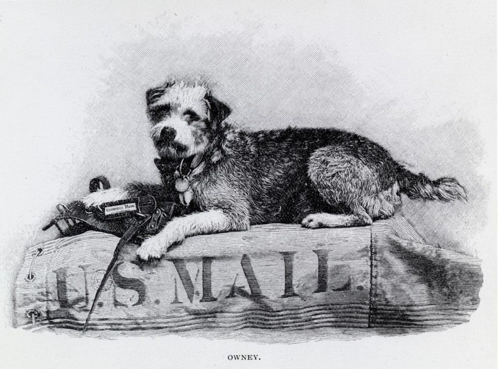 Drawing of Owney the Post Office dog on a pile of mail bags